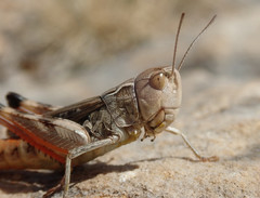 Stenobothrus grammicus