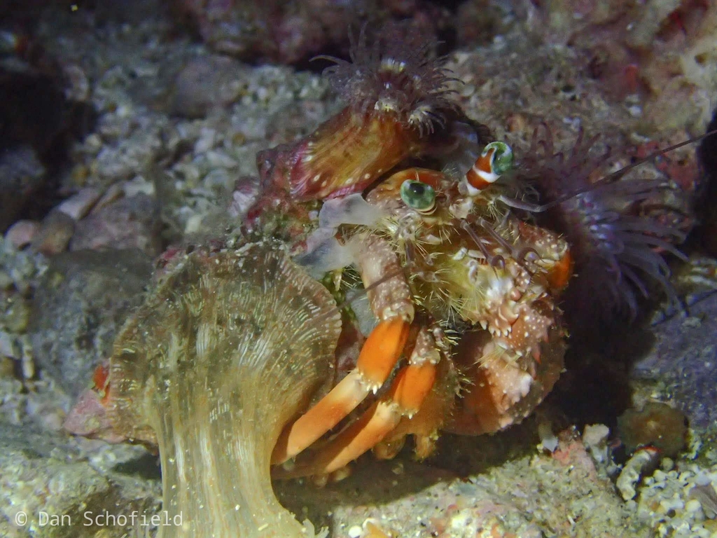 Anemone hermit crab