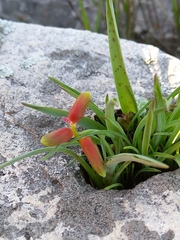 Lachenalia aloides