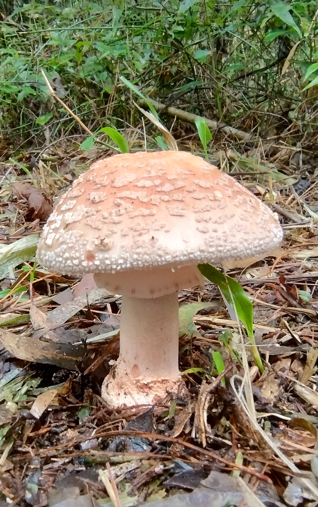 Amanita rubescens · December 2024 · photo: © lelacappelli (iNaturalist, cc0)