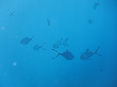 Trachinotus ovatus