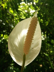 Spathiphyllum wallisii