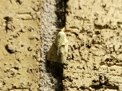 Cenopis diluticostana