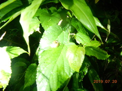 Kurixalus idiootocus