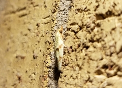 Cenopis diluticostana