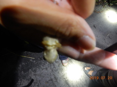 Kurixalus idiootocus