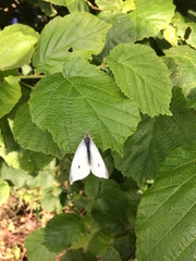 Pieris rapae