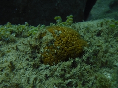 Cladocora caespitosa