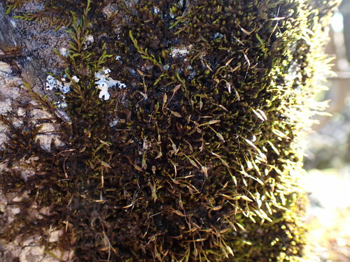 Macrocoma tenuis ssp. sullivantii