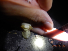 Kurixalus idiootocus