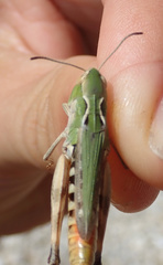 Stenobothrus grammicus