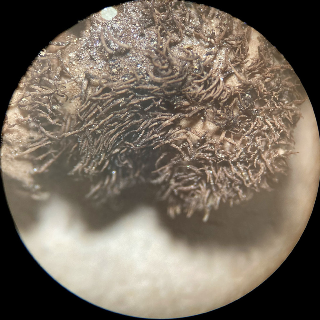 Granulating Rocktripe Lichen