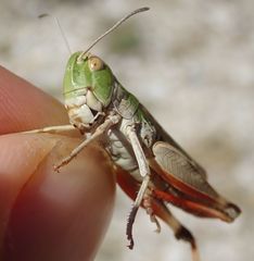 Stenobothrus grammicus