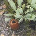 Banksia gardneri brevidentata - Photo 由 Ian McMaster 所上傳的 (c) Ian McMaster，保留部份權利CC BY-NC