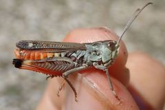 Stenobothrus grammicus