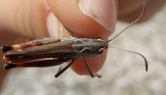 Stenobothrus grammicus
