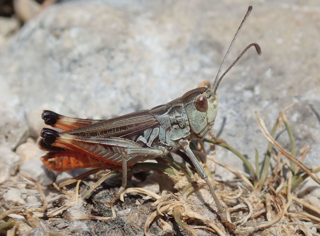 Dark-palped Toothed Grasshopper