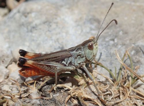 Dark-palped Toothed Grasshopper