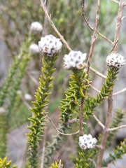 Phylica thunbergiana