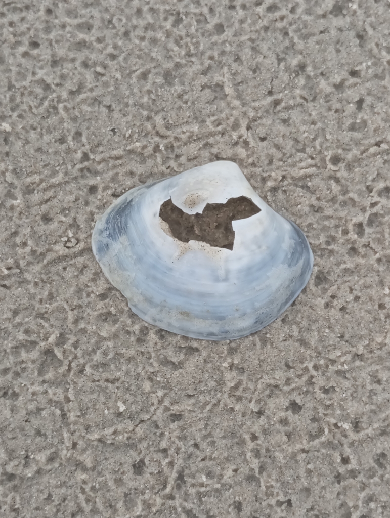 Trinitasia iheringi