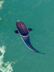Whalesucker photo 3