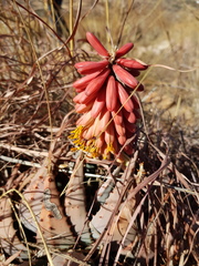 Aloe peglerae