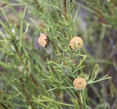 Isopogon