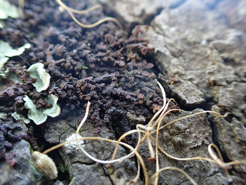 Frullania sandvicensis observed 2024-12-15