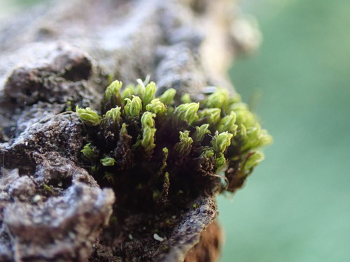 Leptodontium flexifolium observed 2024-12-15