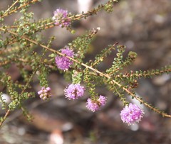 Kunzea recurva