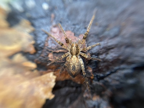 Buzzing Spider photo 6