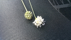 Cephalaria joppensis