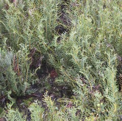 Banksia blechnifolia