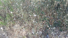 Cephalaria joppensis