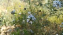 Cephalaria joppensis