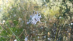 Cephalaria joppensis