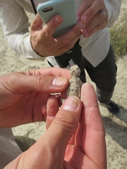 Phrynocephalus helioscopus