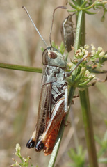 Stenobothrus grammicus