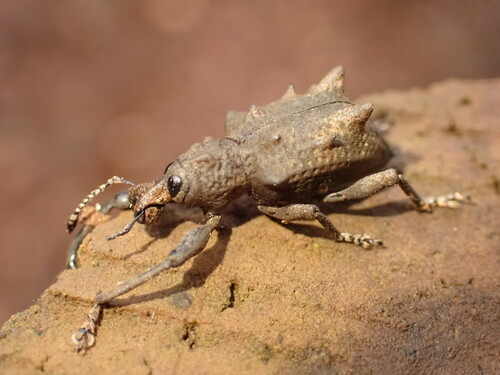 Rhigus horridus