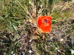 Papaver rhoeas