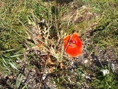 Papaver rhoeas