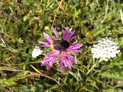 Bombus lapidarius