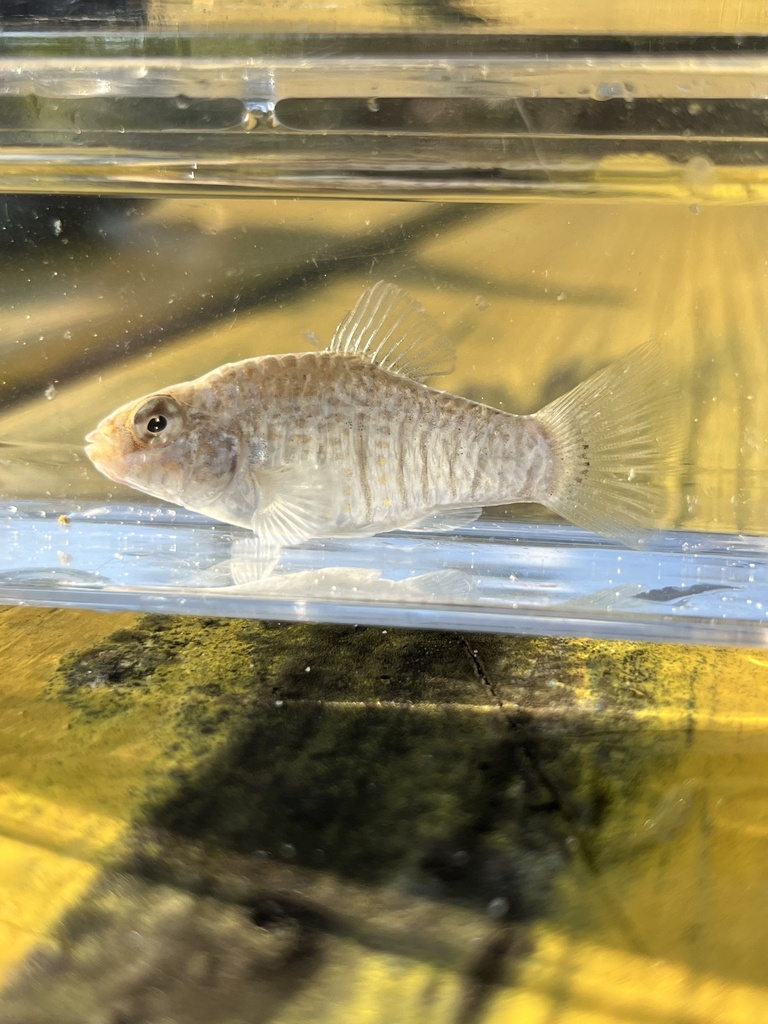 Goldspotted Killifish