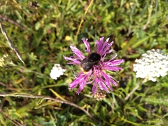 Bombus lapidarius