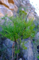 Notobubon tenuifolium