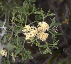 Petrophile squamata