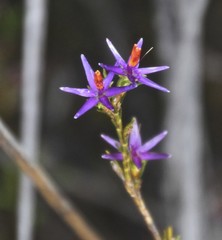 Calectasia