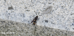 Leucospis