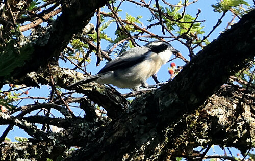 iNaturalist image