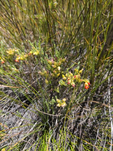 Cape Malay Heath (Erica thunbergii)